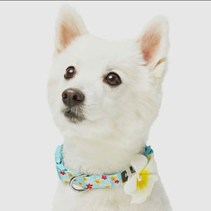 Tropical Yellow Plumeria Flower Dog Collar