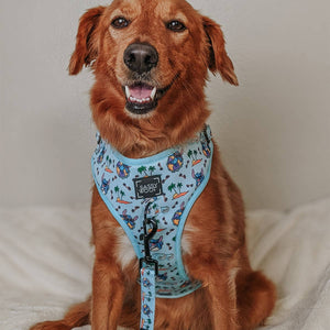 Disney Stitch Dog Two Piece Bundle -  Disney's Stitch