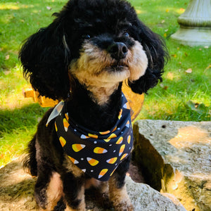 Candy Corn - Halloween Pet Bandana