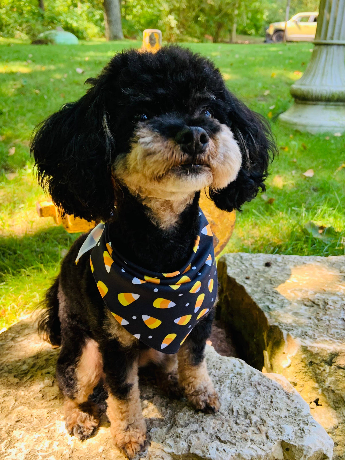 🎃🍬 Candy Corn Halloween Pet Bandana