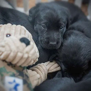 Warrior Canine Connection, Lab Knottie® Plush Dog Toy