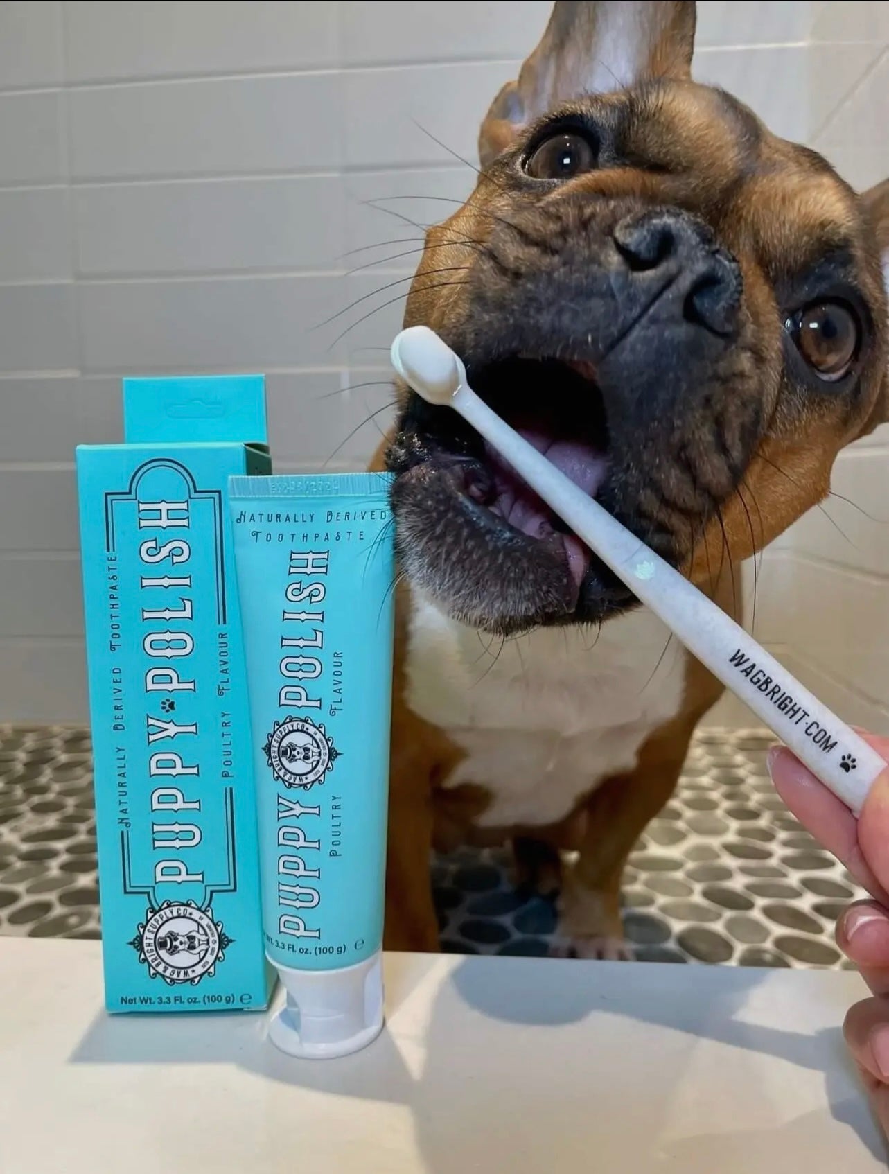 Puppy Polish Toothpaste - Filet Mignon (Beef)