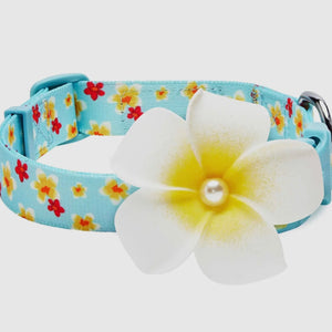 Tropical Yellow Plumeria Flower Dog Collar