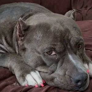 Pawdicure Nail Polish Pen