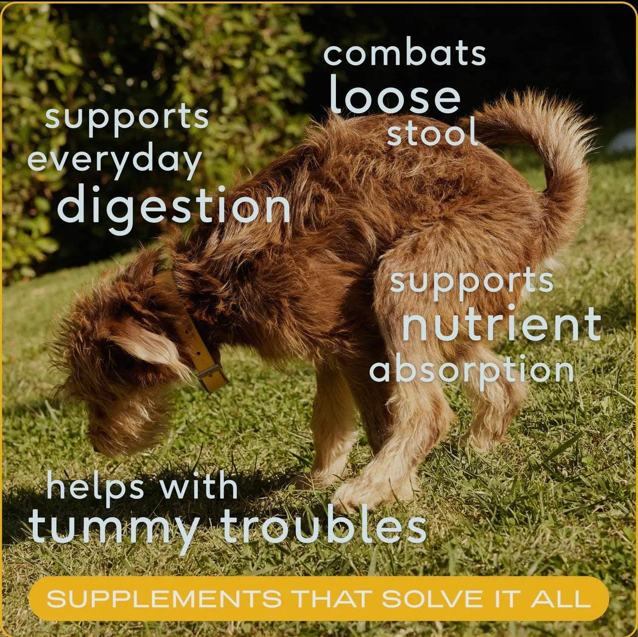 Organic Pumpkin Fiber Powder, Digestive Supplement For Dogs