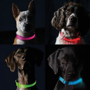 Led Safety Light-Up Dog Collar