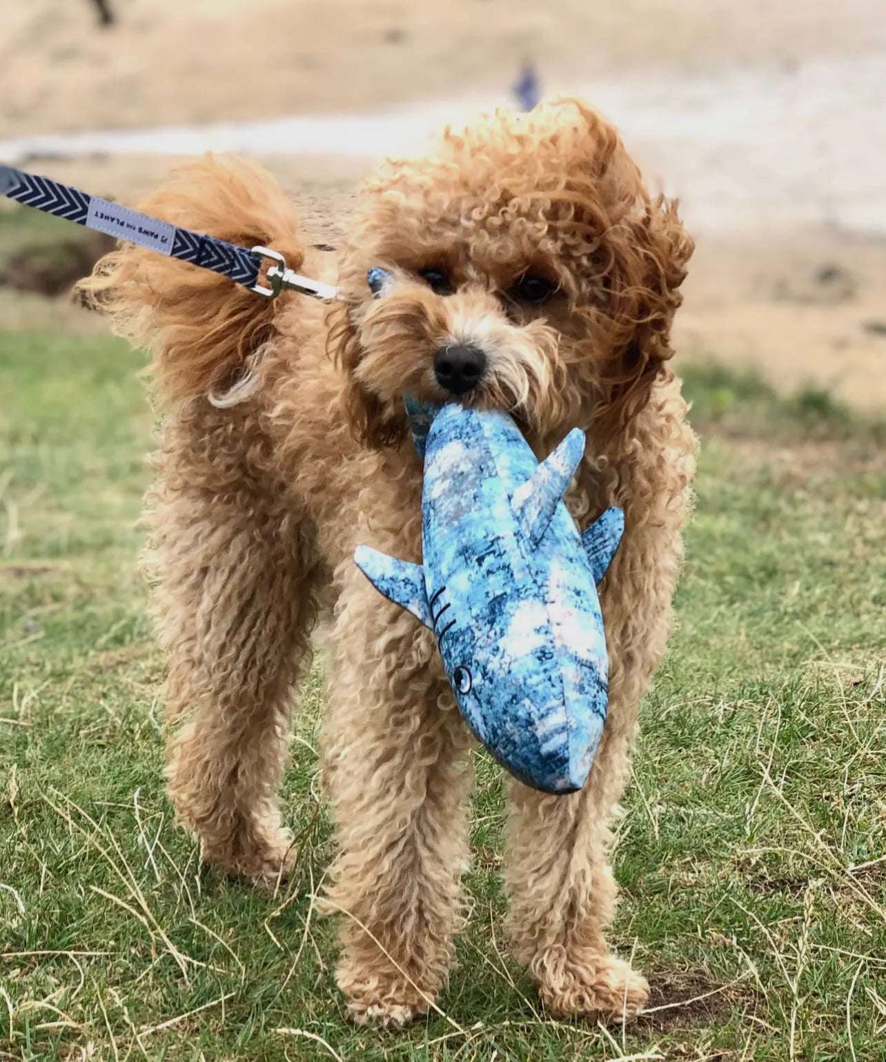 Eco Conscious Shark Dog Toy