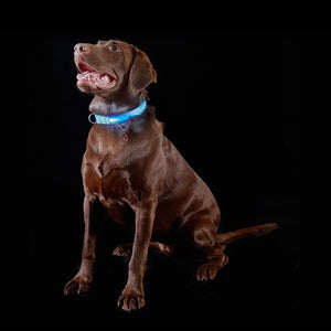 Led Safety Light-Up Dog Collar