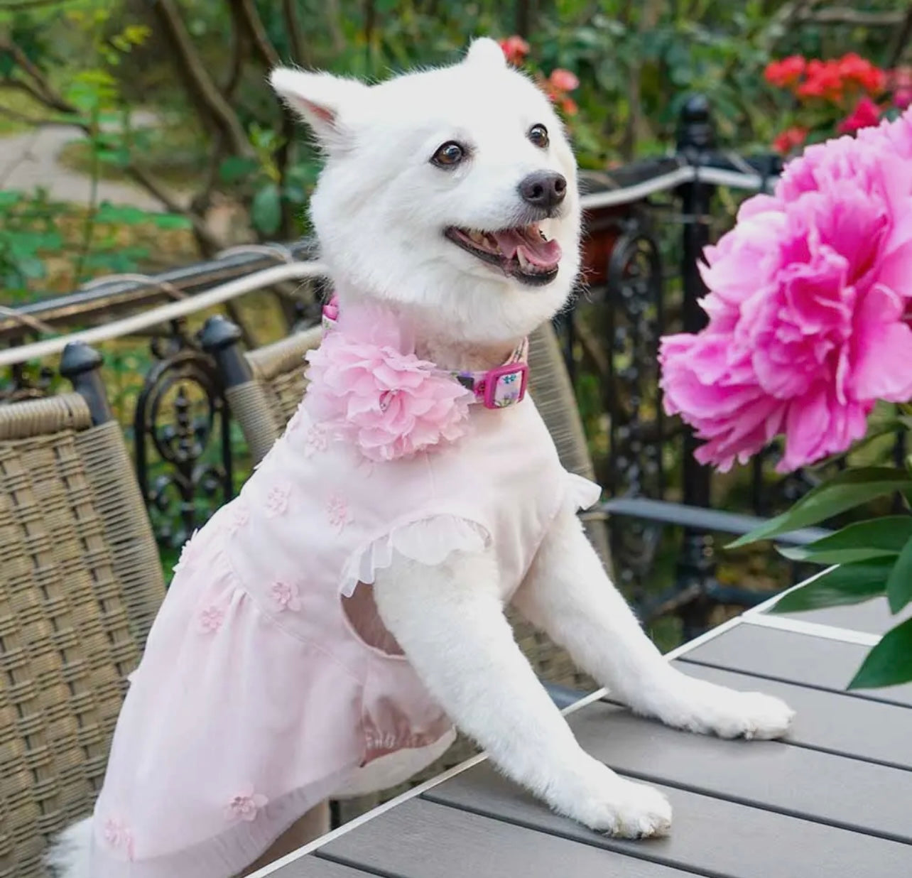 Floral Dog Collar with Detachable Pink Peony