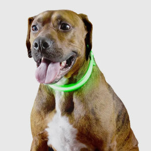Led Safety Light-Up Dog Collar