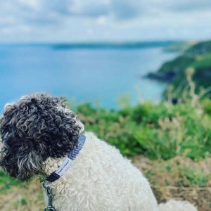 Eco Dog Collar Made with Recycled Webbing