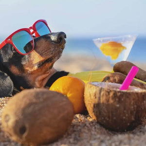 Coconut Dog Bone Premium Treats 2 ct