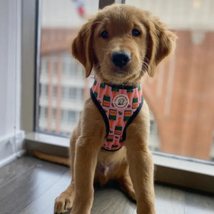 Champagne Reversible Harness