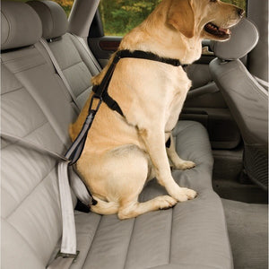 Kurgo Seatbelt Tether