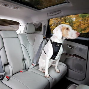 Kurgo Seatbelt Tether