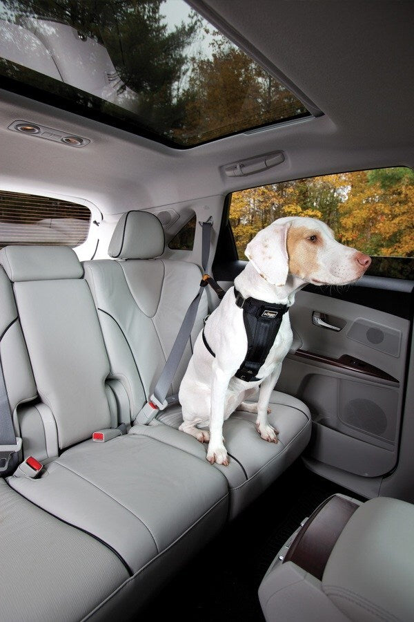 Kurgo Seatbelt Tether