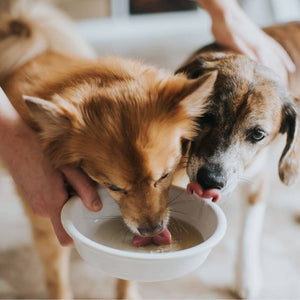 16oz Pork Bone Broth
