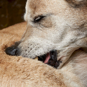 Shampoo Allergen Free Hot Spot