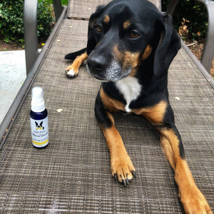 Wet Kiss Dog Cologne  - 2 oz