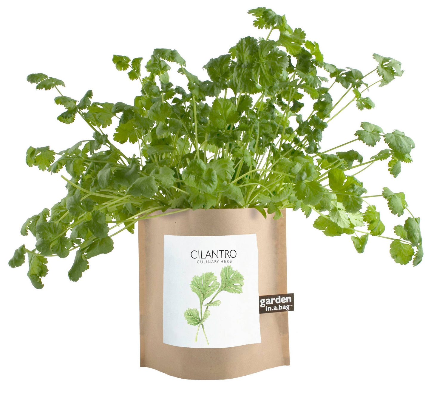 🌱🌿Garden in a Bag Cilantro | Thoughtful Cook’s Gift