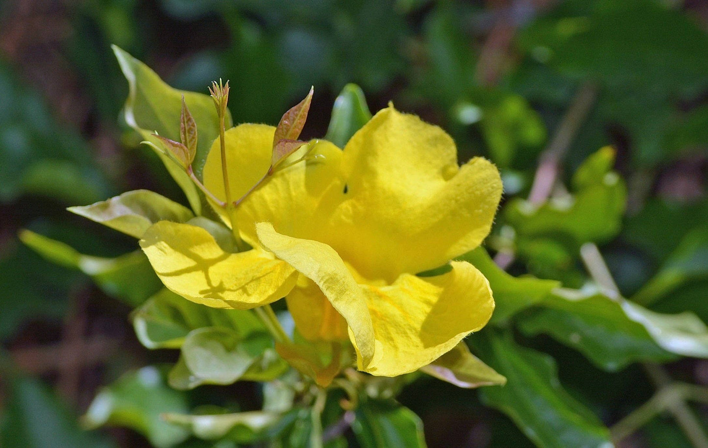 🌿🐾 Cat's Claw Powder – Immune & Wellness Support for Dogs & Cats 🐶🐱✨