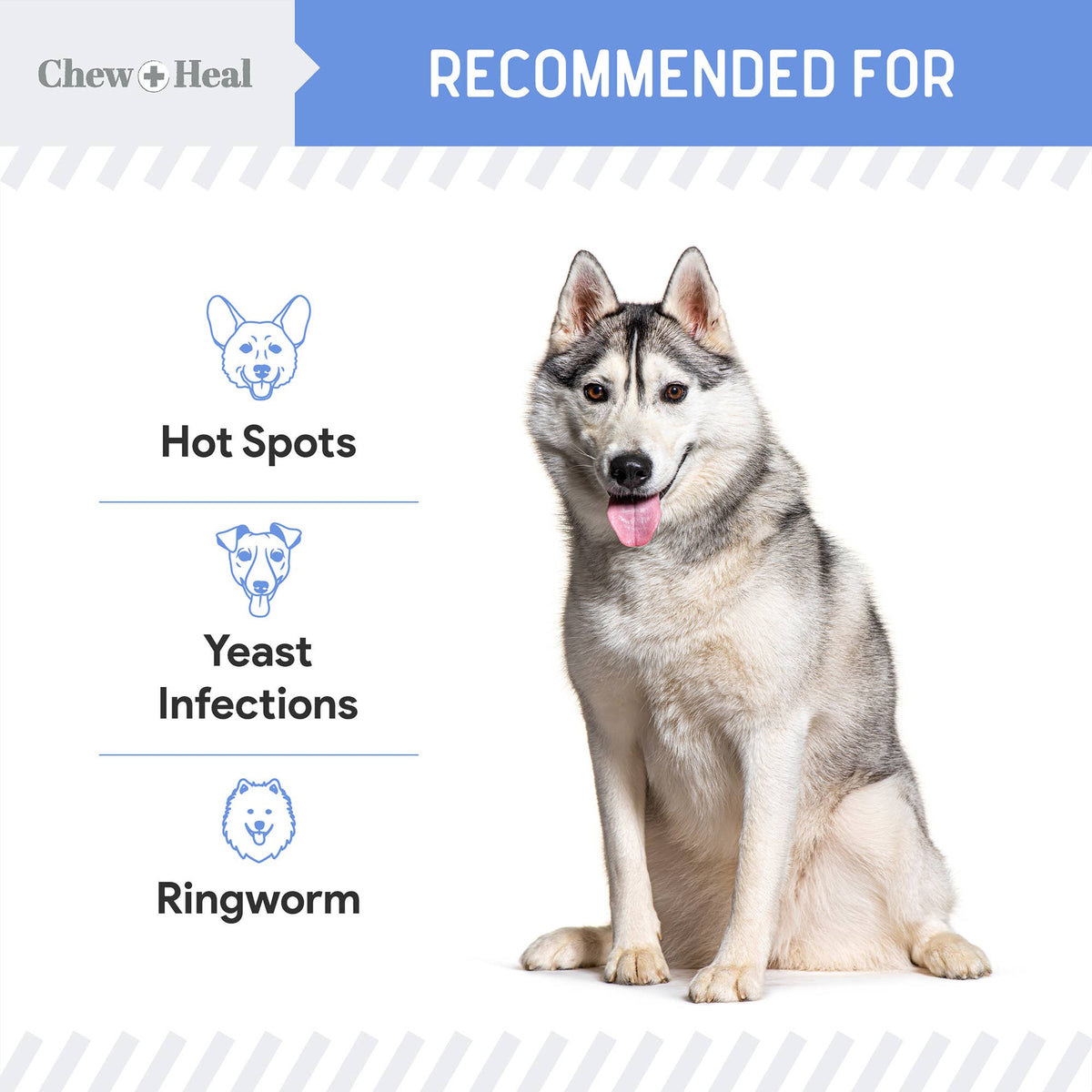 🐶🩹Chew + Heal Advanced Chlorhexidine Medicated Wound Care Spray for Dogs