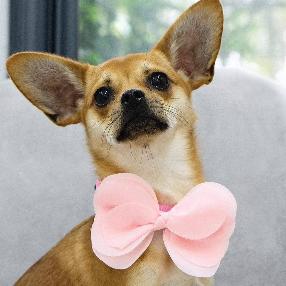 🌸👑 Flower & Pendant Dog Collar Accessory Set
