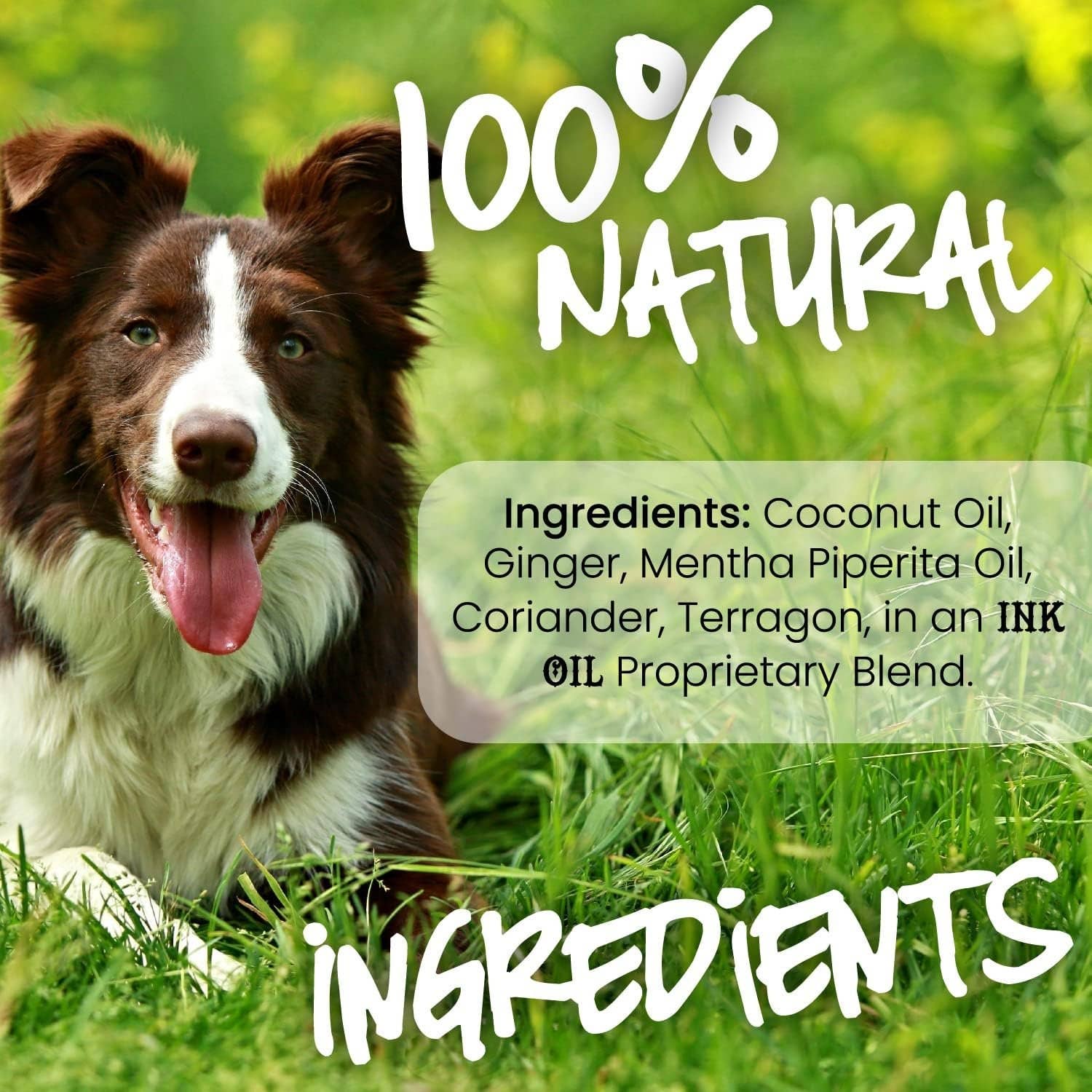 🐶🌿Sick Pup Essential Oil for the Dog w/Digestive Issues