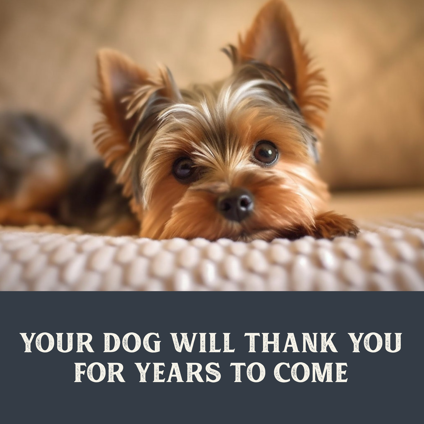 Gently Cooked Beef & Potato Pouches for Dogs