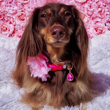 🌸👑 Flower & Pendant Dog Collar Accessory Set