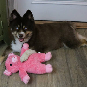 🐷💗Dalton the Pig Dog Toy