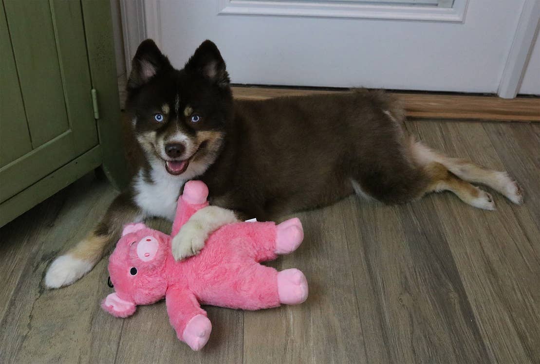 🐷💗Dalton the Pig Dog Toy