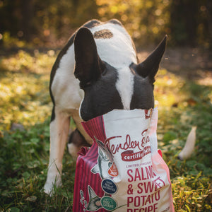 Salmon & Sweet Potato Recipe Dry Dog Food, M/L bag