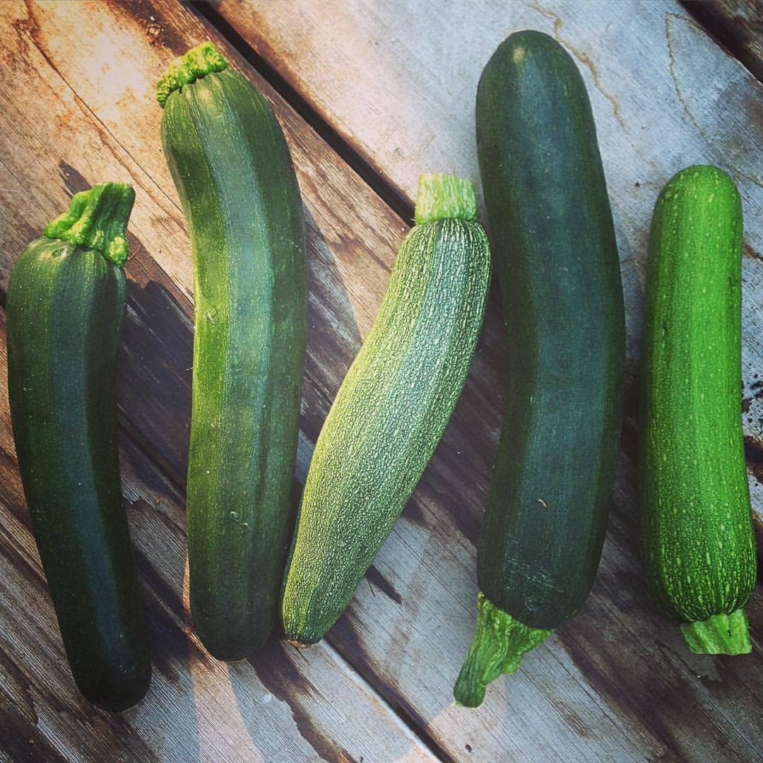 🌱🥒Seed Start | Zucchini | Spring Kitchen Garden Gift