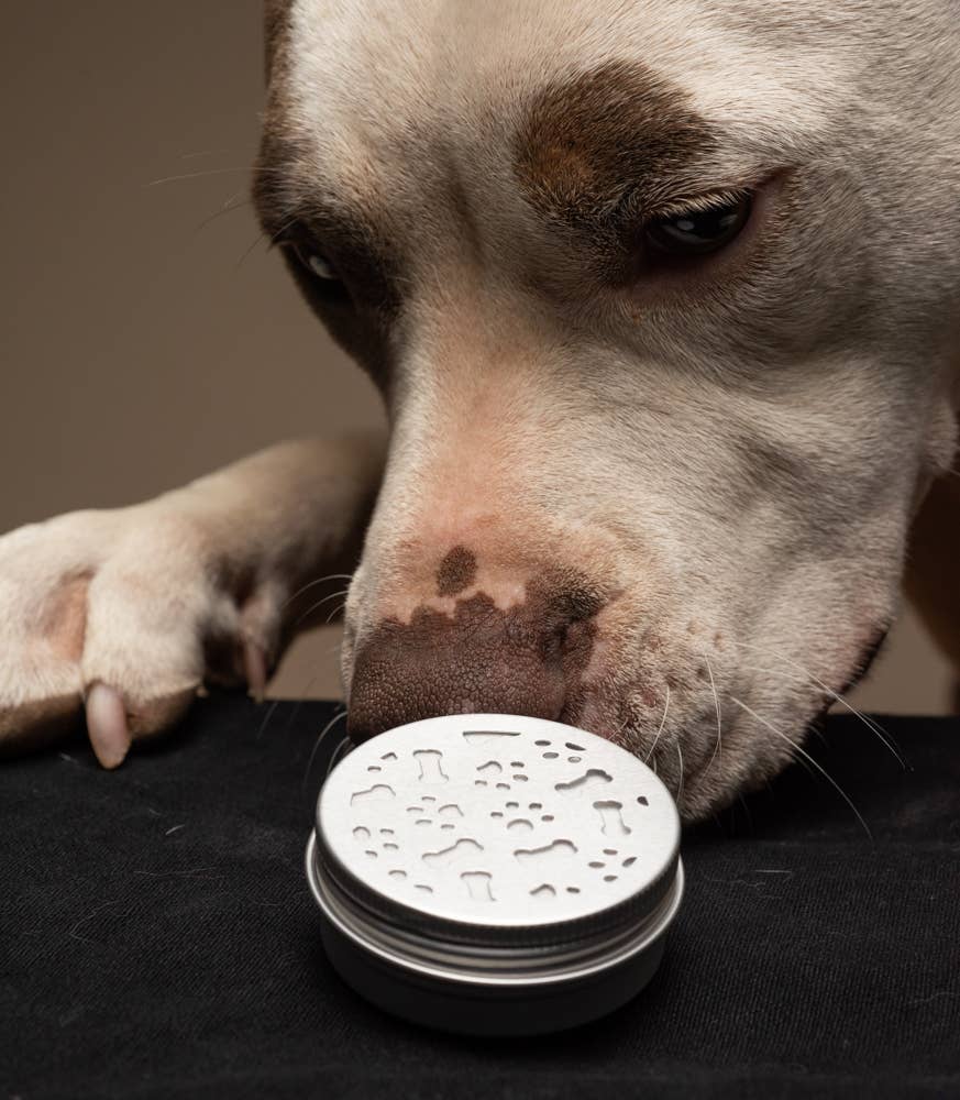 🐶👃 Pup Oils Beginner Scent Work Starter Kit – Portable Nose Work Training Set