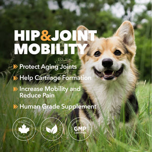 Hip & Joint Mobility Powder for Dogs