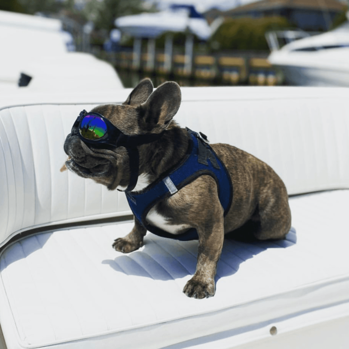🕶️🐾 K9 Sport Sack Dog Sport Shades – Eye Protection for Every Adventure
