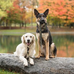 US Army Dog Leash - Dark Camo