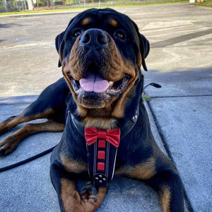 Bestia ''Bowtie'' leather harness