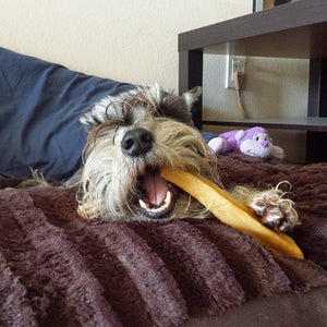 Gold Yak Dog Chews-Large