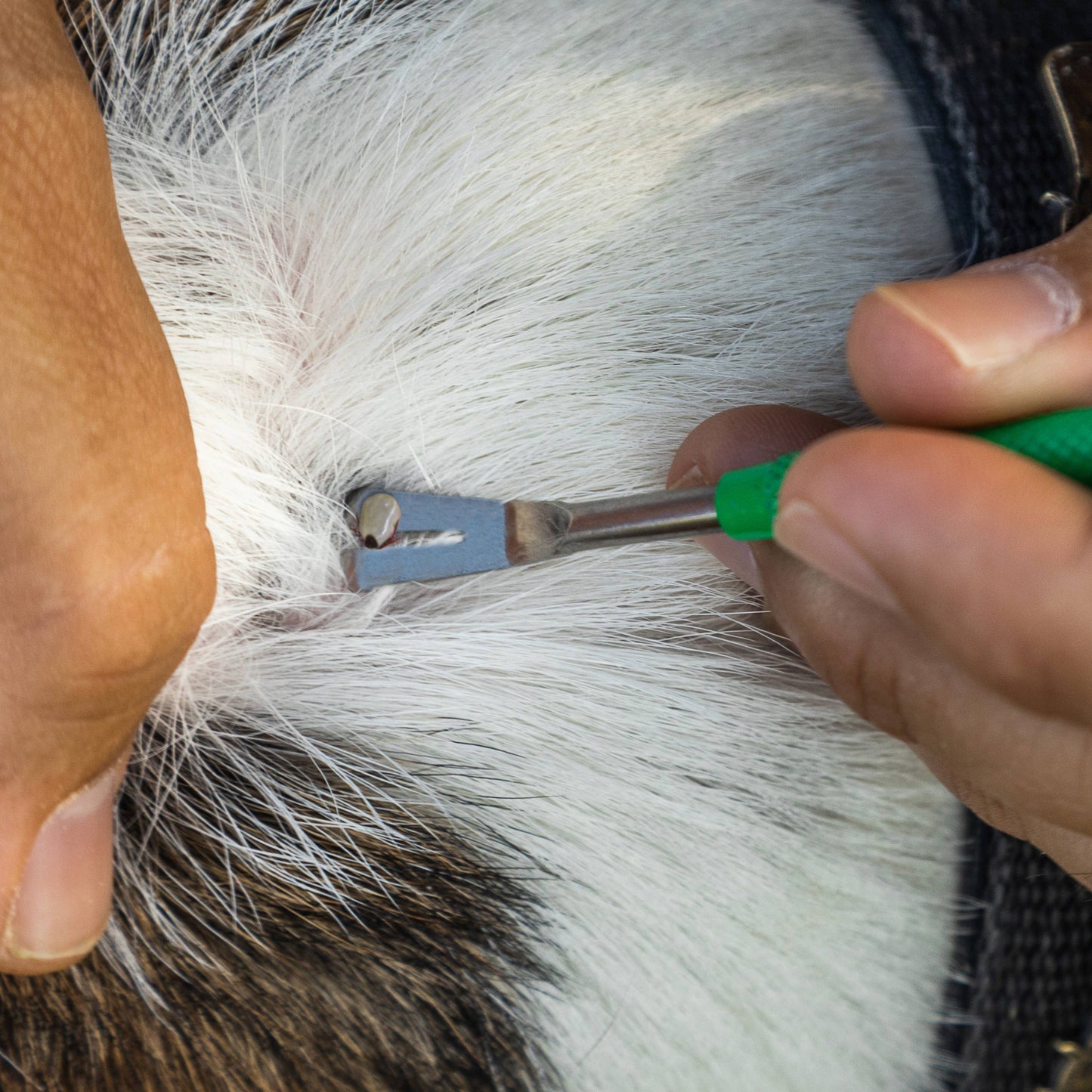 🪲 TickCheck Premium Tick Remover Kit | Safe, Easy Tick Removal for Pets & Humans 🐾