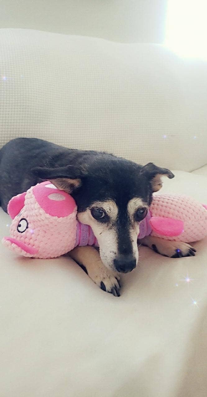 Piggy Plush Toy