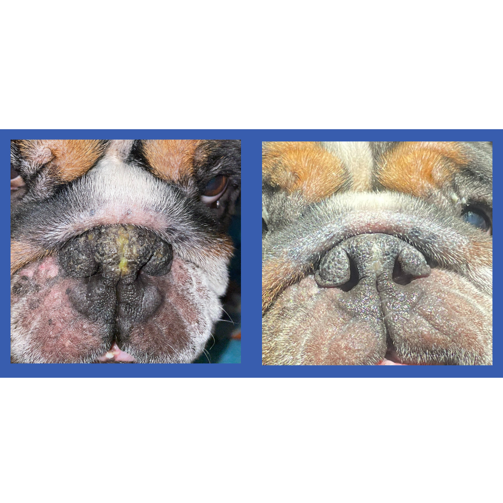 Squishface Nose Balm for Dry Crusty Dog Noses