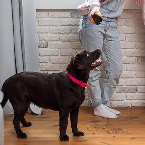 Pilot & Scout Chew N Play Treat Dispensing Dog Toy