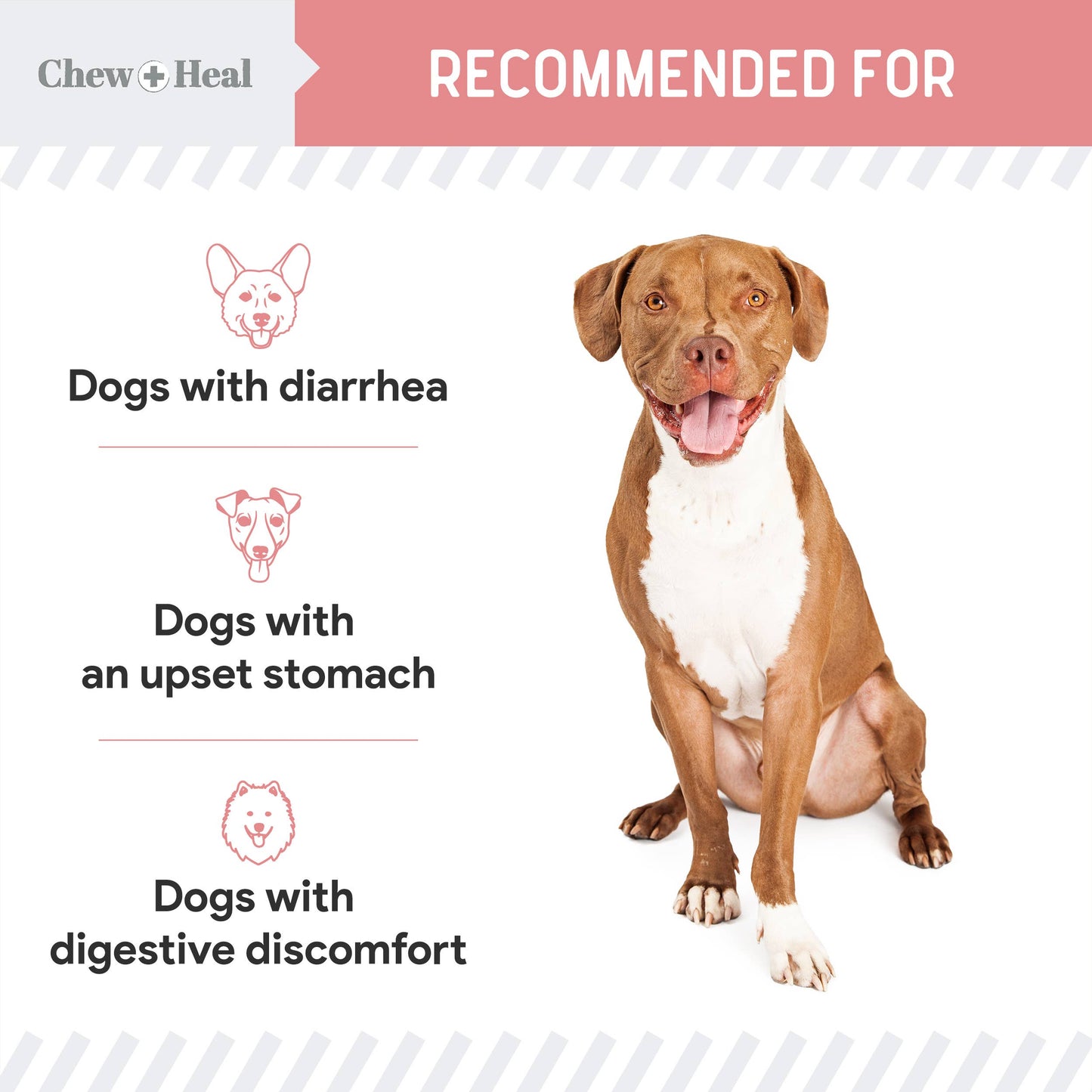 Stop the Diarrhea, Anti Diarrhea for Dogs