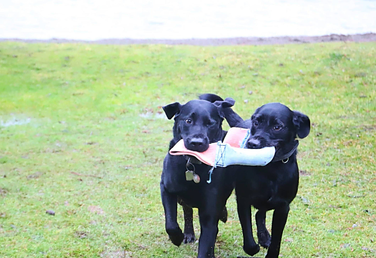 DUAL HANDLED RECYCLED FIRE HOSE TUG OF WAR DOG TOY