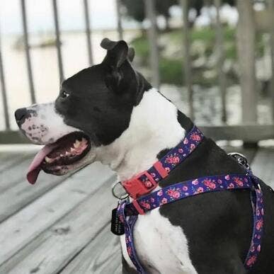 🌹 Best-Selling Floral Dog Collar – Elegant, Durable & Everyday Ready 🐾