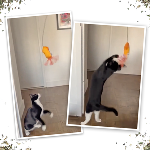 Jump 'n' Jamb Monkey or Squid Cat Toy