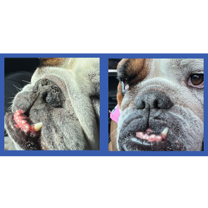 Squishface Nose Balm for Dry Crusty Dog Noses