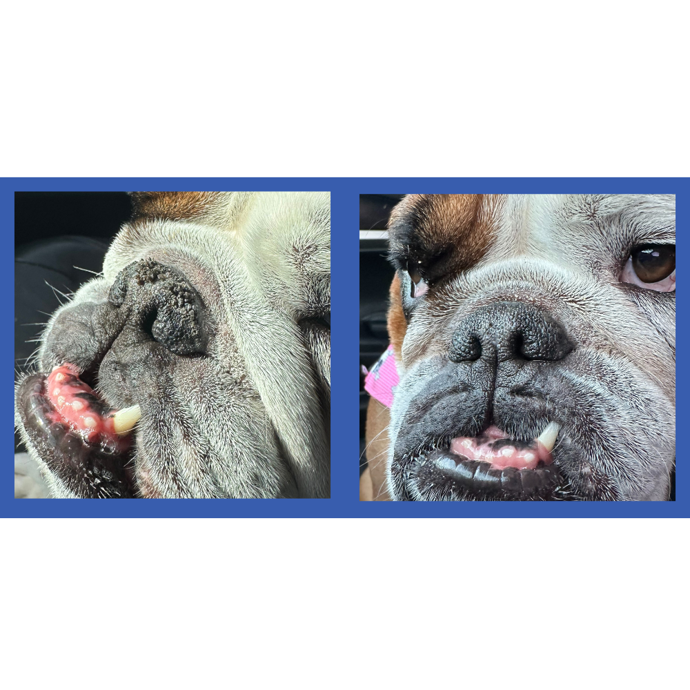 Squishface Nose Balm for Dry Crusty Dog Noses